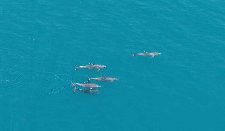 Karadeniz'de sürü halinde yüzen yunuslar dronla görüntülendi