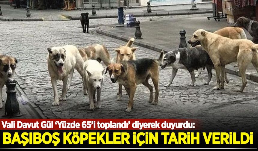 Vali Davut Gül ‘Yüzde 65’i toplandı’ diyerek duyurdu: Sahipsiz köpekler için tarih verildi