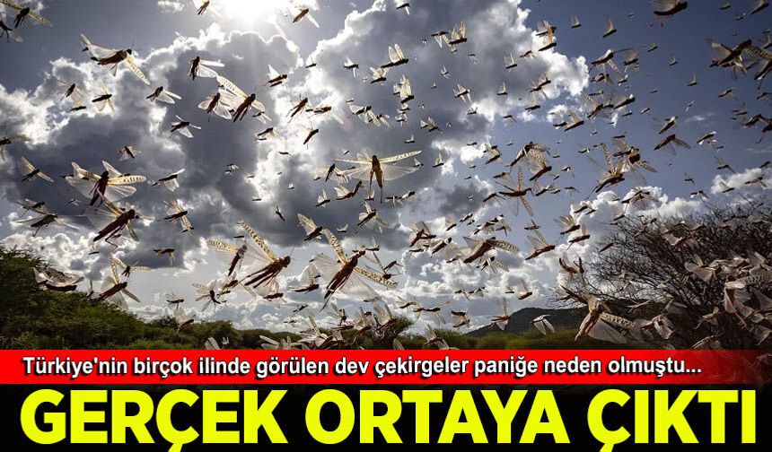 Türkiye'yi korkutan dev çekirgelerle ilgili gerçek ortaya çıktı