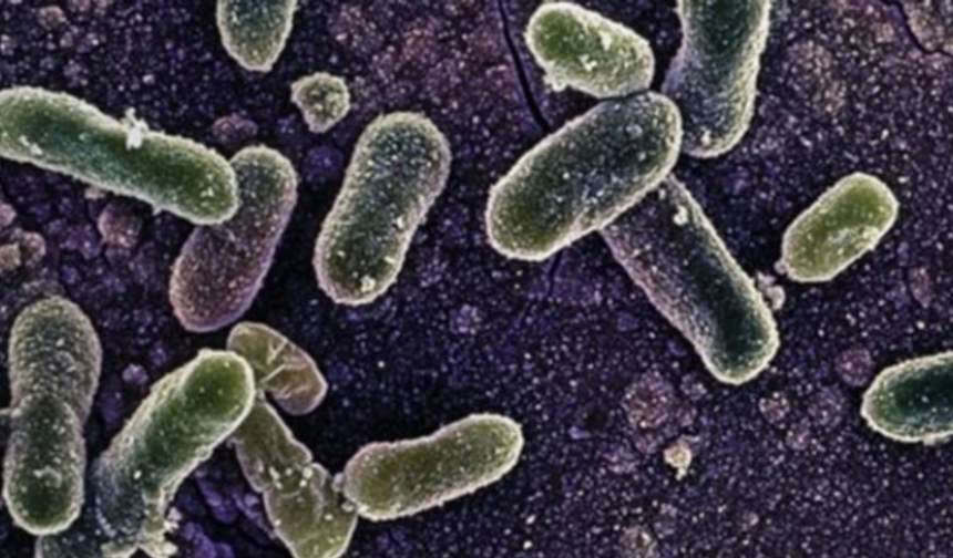 Belçika'da salmonella alarmı: En az 300 kişiye bulaştı