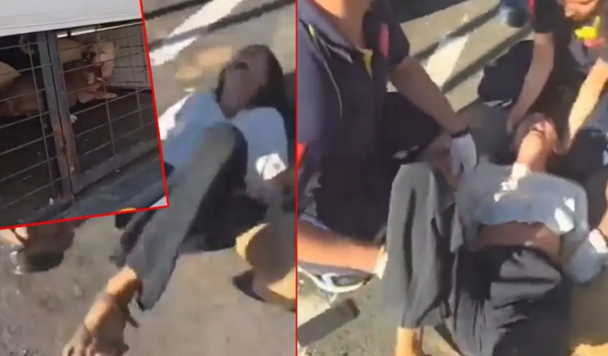 İstanbul'da yasaklı ırk köpeği alınan kadın yerde sinir krizi geçirdi