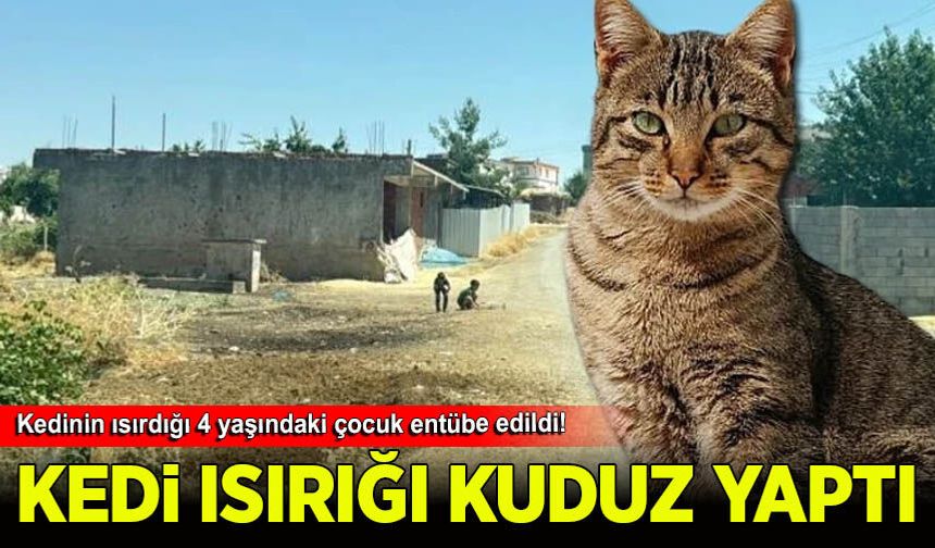 Kedinin ısırdığı 4 yaşındaki çocuk entübe edildi! Kuduz testi pozitif çıktı