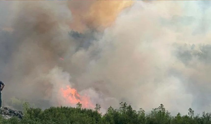 Manisa'da orman yangını