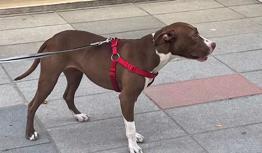 Adana'da sahipsiz kediyi öldüren pitbullun sahibine para cezası verildi