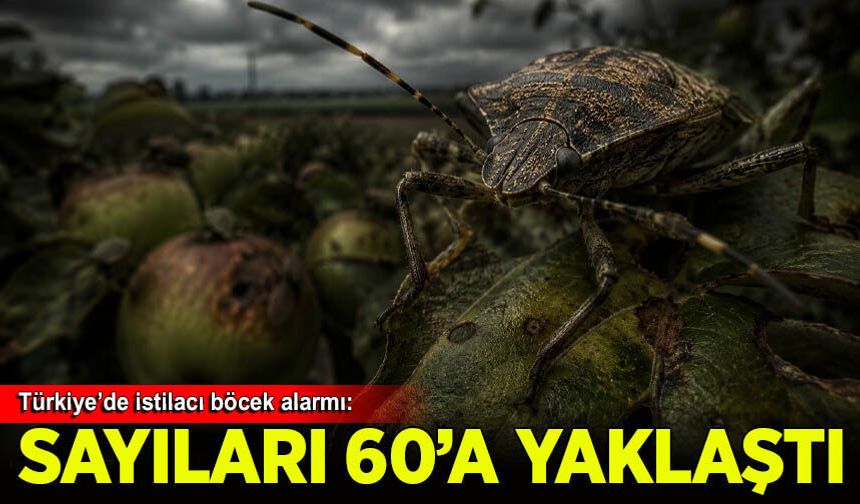 Türkiye’de istilacı böcek alarmı: Sayıları 60’a yaklaştı