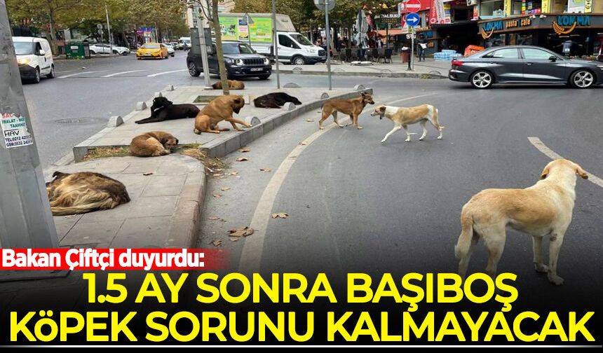 Bakan Çiftçi duyurdu: 1,5 ay sonra başıboş köpek sorunu kalmayacak