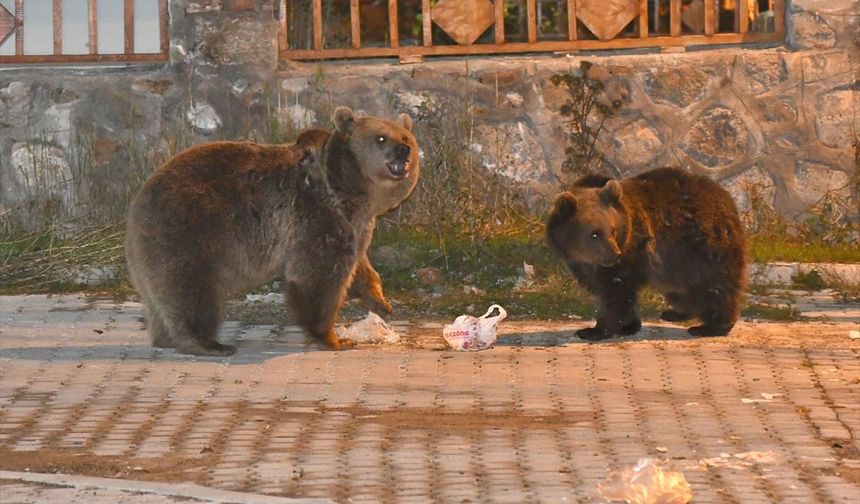 Kars'ta bozayılar yiyecek bulmak için mahalleye indi