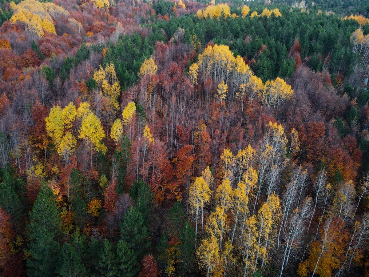  Kütahya ve Bursa sınırları içinde kalan Domaniç Dağları ile Balıkesir ve Çanakkale'de yer alan Kazdağları, sarı ve yeşil başta olmak üzere sonbahar renklerine büründü.