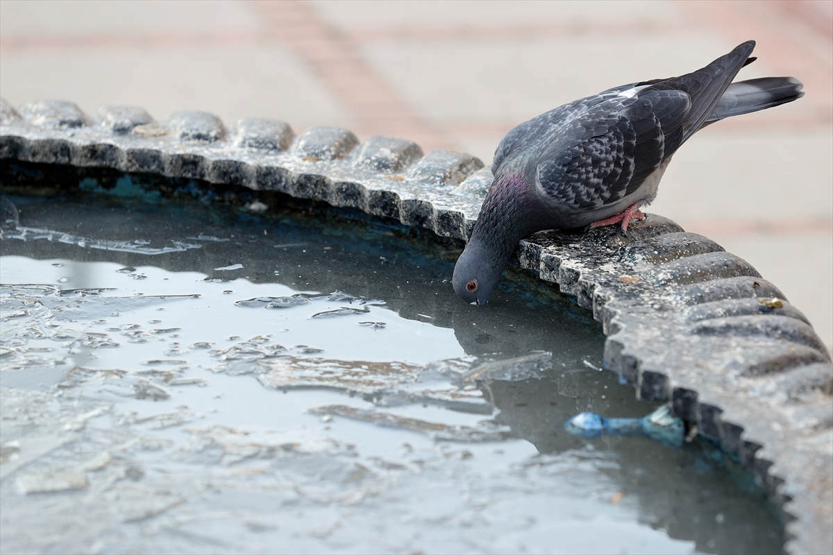 Edirne'de geçen hafta etkili olan kar yağışı yerini soğuk havaya bıraktı. Kentte güvercinler, buz tutmuş havuzlardan su içmeye çalıştı. 