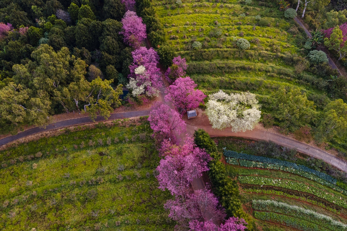 Tayland'ın Chiang Mai kentinde, Kral Bhumibol Adulyadej tarafından oluşturulan Khun Wang Kraliyet Tarım Projesi'yle her yıl dünyanın en erken çiçek açan kiraz ağaçları güzel görüntü oluşturdu. 