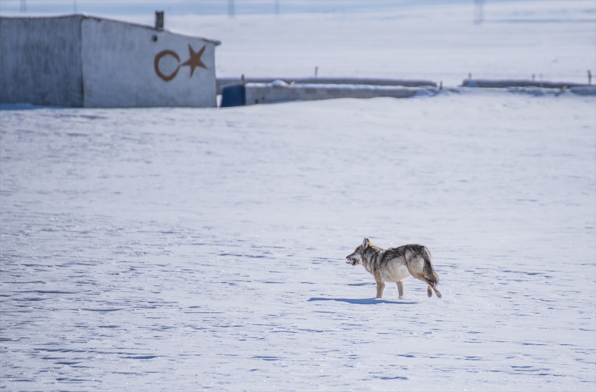 Kış mevsiminin çetin ve uzun geçtiği kentte, yaban hayvanları yiyecek bulmakta güçlük çekiyor.
