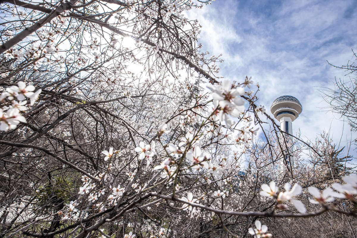 Ankara'da Çankaya ilçesinde bulunan Botanik Parkı ve çevresinde bulunan ağaçların ilkbahar mevsiminde çiçek açmasıyla farklı bir güzelliğe büründü.