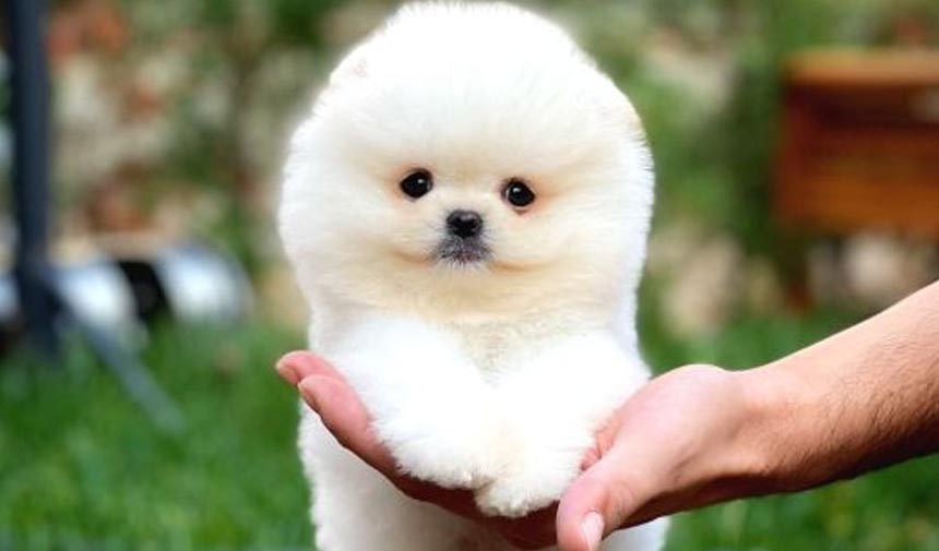 Pomeranian Boo köpek