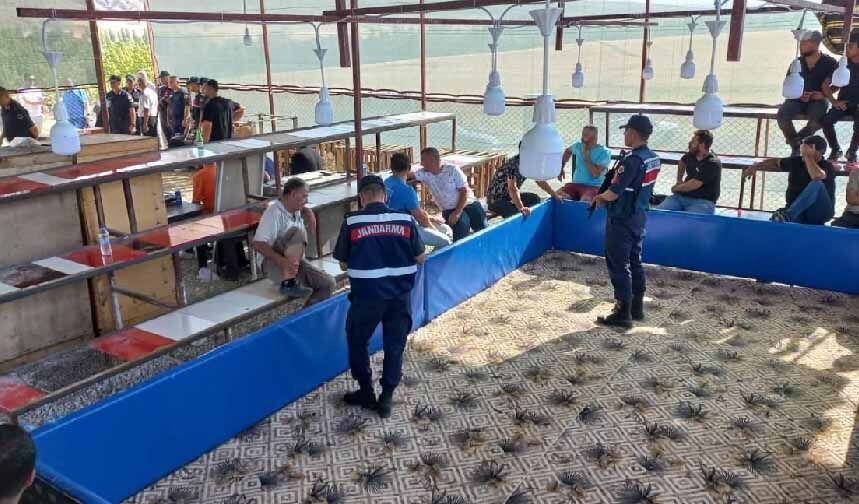 Horoz dövüştüren 71 kişi gözaltına alındı