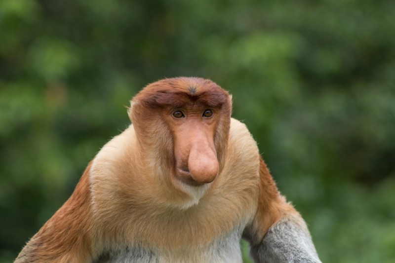 Probiscis-maymunu brunei