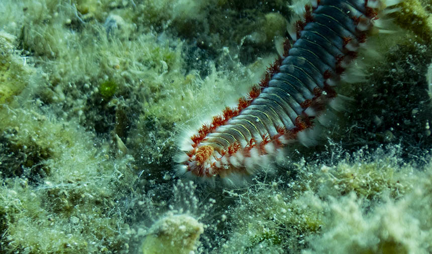 Karaburun Deniz Canlıları 11