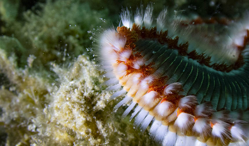 Karaburun Deniz Canlıları 5