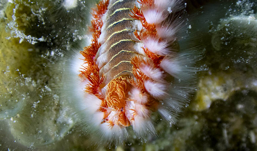 Karaburun Deniz Canlıları 8