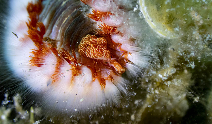 Karaburun Deniz Canlıları 9