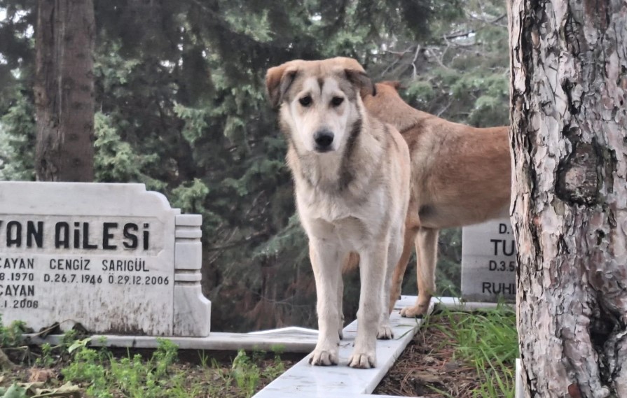 Mezarlıkta Köpek