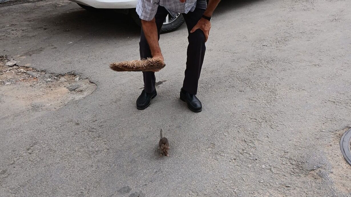 Edirne'de 'fare' krizi: Mahalleyi işgal ettiler