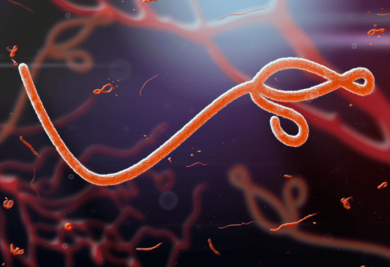 Ebola Salgininin Nedeni Virus Mu Yoksa Ihmal Edilen Hijyen Mi 768X527