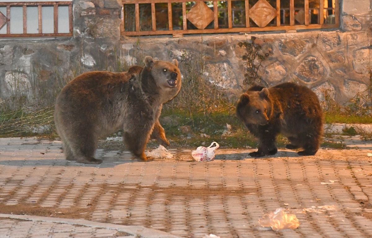 Yaşam